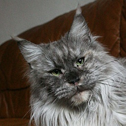 Mainefield's Germaine