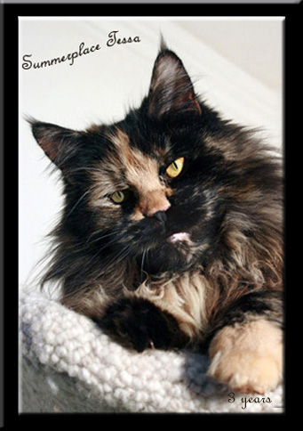 Summerplace Tessa - maine-coon