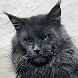 Mainefield's Still Got The Blues