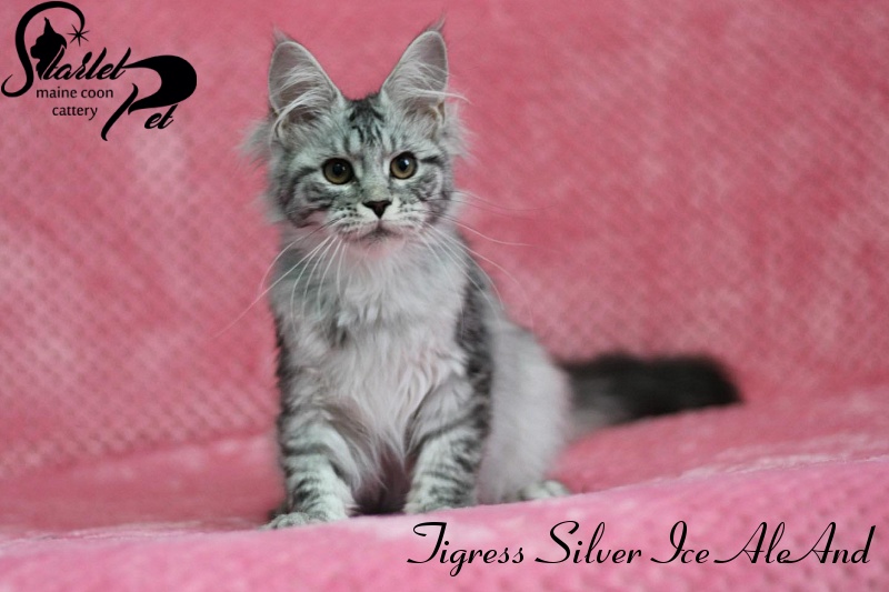 Tigress Silver Ice AleAnd - maine-coon