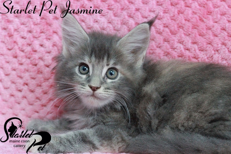 Starlet Pet Jasmine - maine-coon