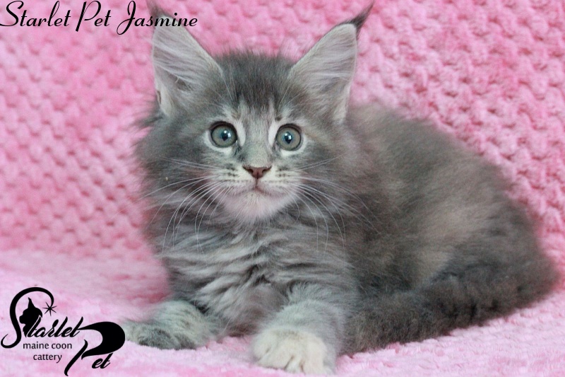 Starlet Pet Jasmine - maine-coon
