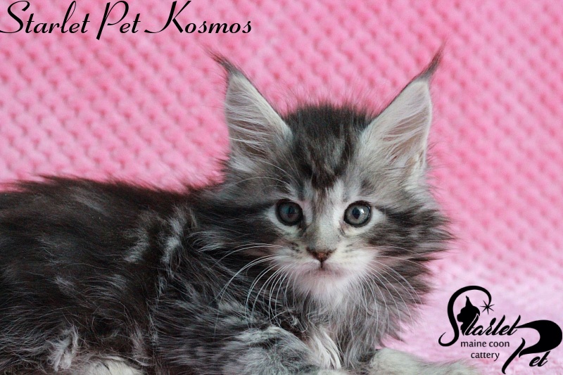Starlet Pet Kosmos - maine-coon