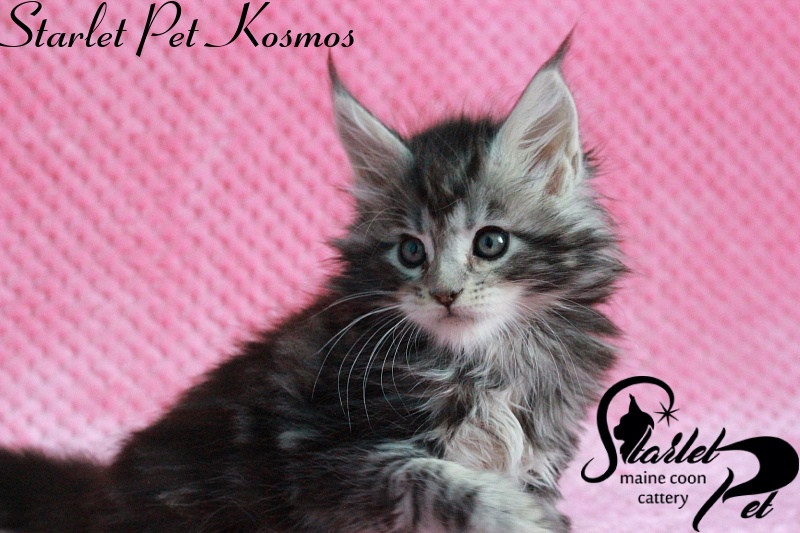 Starlet Pet Kosmos - maine-coon
