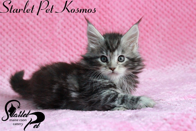 Starlet Pet Kosmos - maine-coon