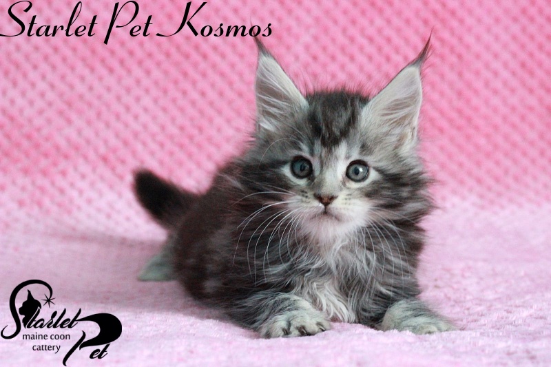 Starlet Pet Kosmos - maine-coon