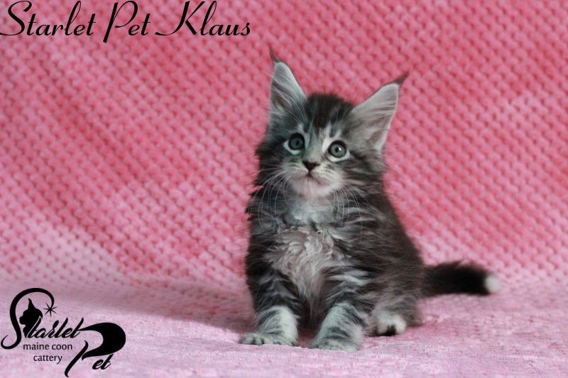 Starlet Pet Klaus - maine-coon