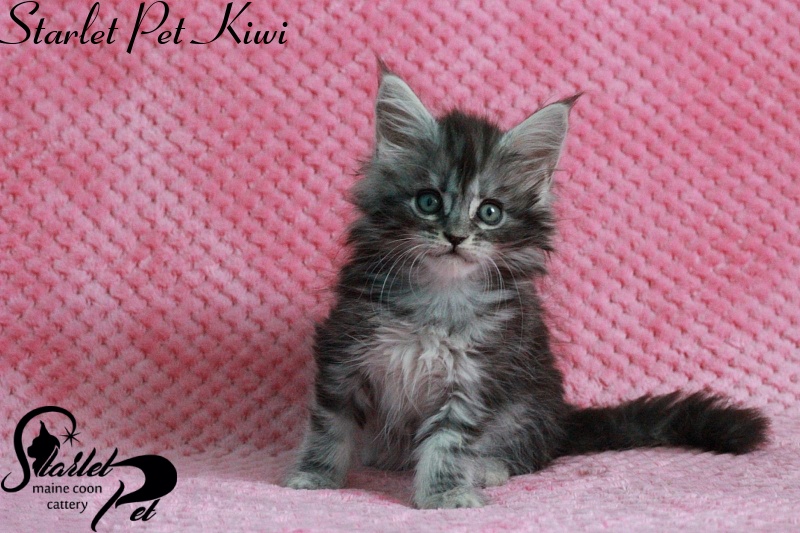 Starlet Pet Kiwi - maine-coon