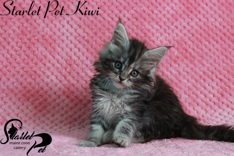 Starlet Pet Kiwi - maine-coon