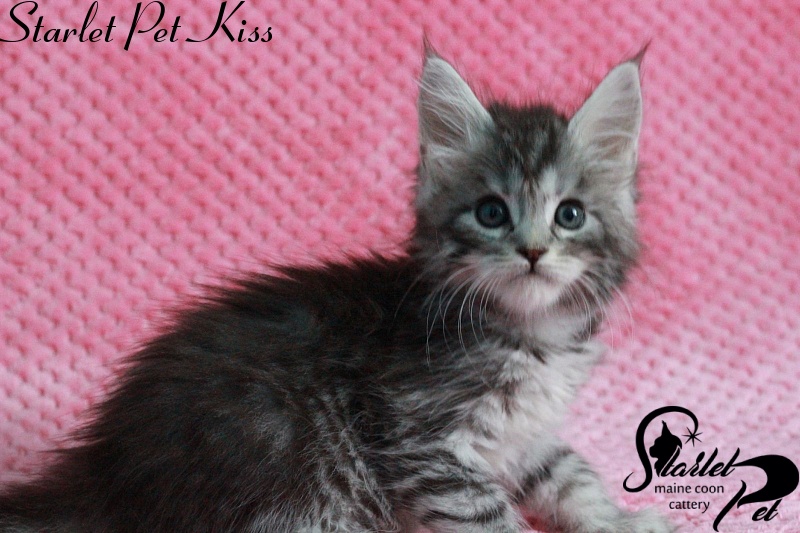 Starlet Pet Kiss - maine-coon