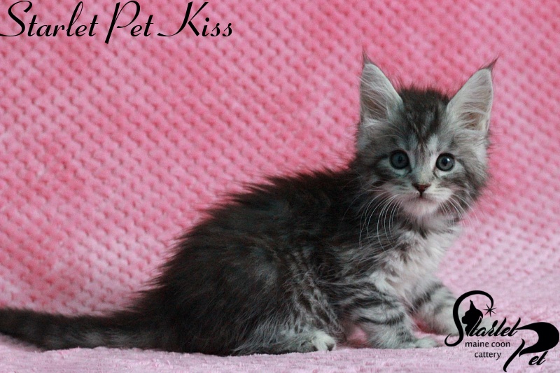 Starlet Pet Kiss - maine-coon