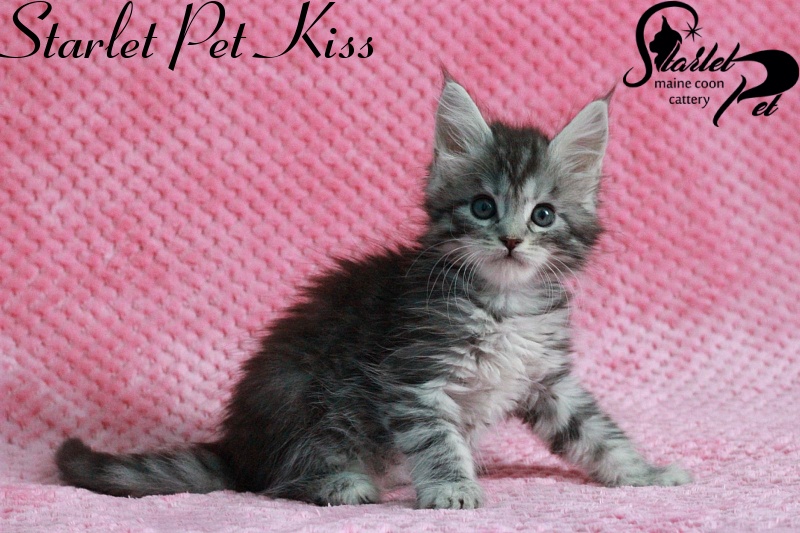 Starlet Pet Kiss - maine-coon