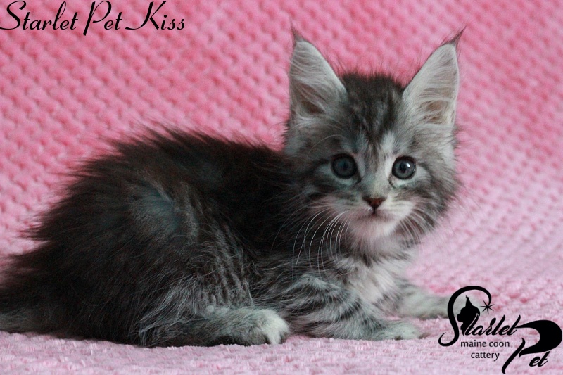 Starlet Pet Kiss - maine-coon