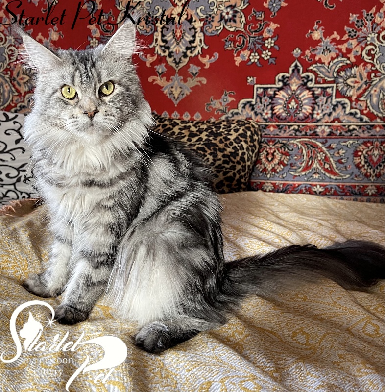 Starlet Pet Kristal - maine-coon