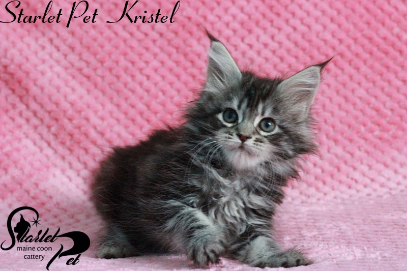 Starlet Pet Kristal - maine-coon