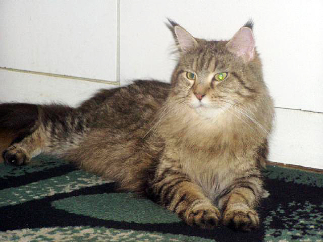 Czu Czu Jompi - maine-coon