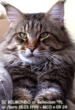 Belmondo of Belmicoon - maine-coon