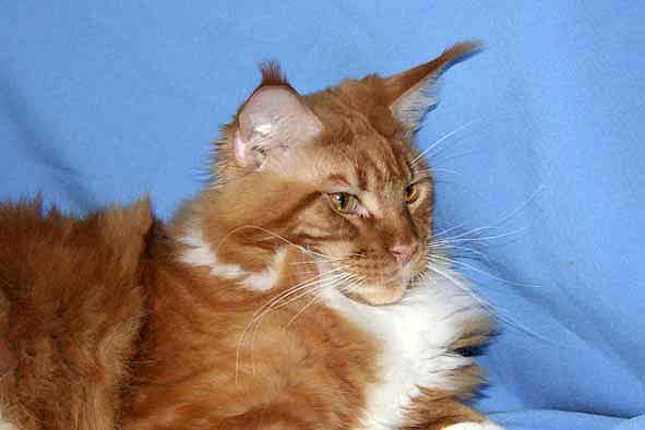 Lion Don Coon - Adult maine-coon 10 months 2 weeks