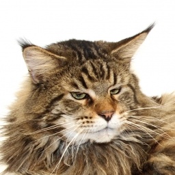 Never Mind The Show Must Go On