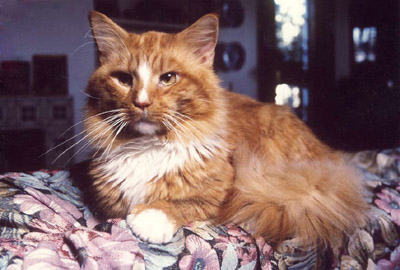 Lillycoon Superman - maine-coon