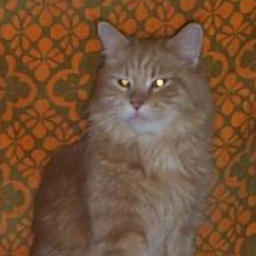 Lillycoon's Funny Girl