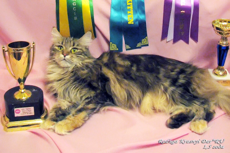 Raduga Krasniy Dar - Adult maine-coon 1 year 6 months 3.5 weeks