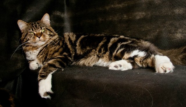 D'Joker Palmiracoon - maine-coon