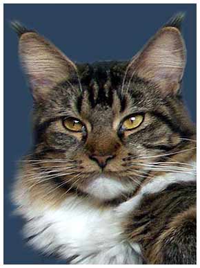 Mountain Lynx Dolly Dimple - maine-coon