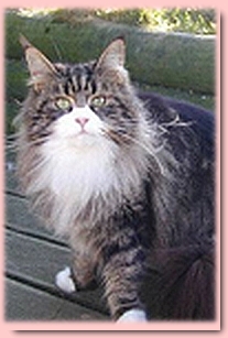 Dotcom Melinda - maine-coon