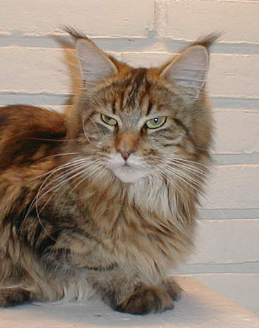 Karisma Exiting Xenia - maine-coon