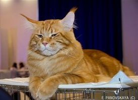 Best Coon Hunter - maine-coon