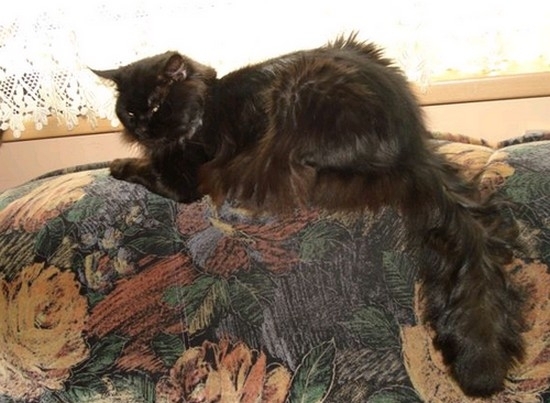 Hummer Duch Ekstazy - мейн-кун