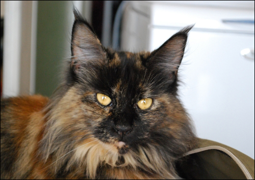 Oxana z Grodu Kraka - Adult maine-coon 2 years 5.5 months