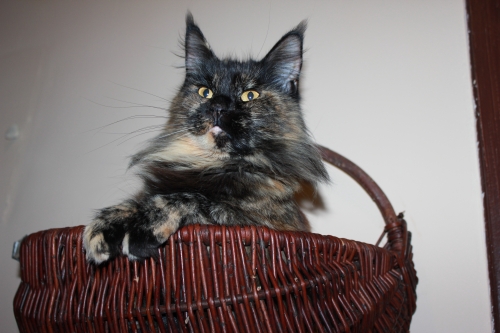 Oxana z Grodu Kraka - Adult maine-coon 3 years 9 months 3 weeks