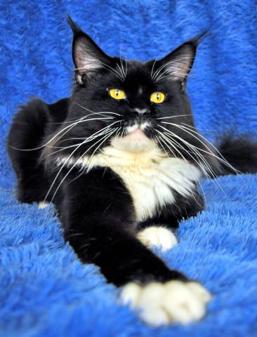 Tony Lito-Svit - maine-coon