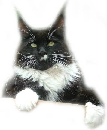 Hogo Fogo z Matrixu - maine-coon