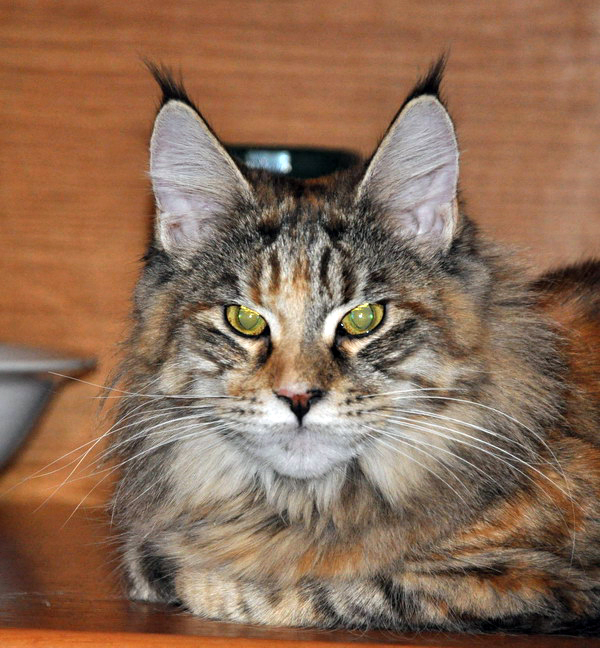 Assol Palmiracoon - Junior maine-coon 7 months 3 weeks