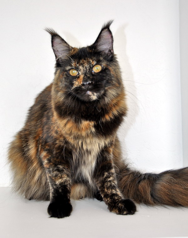 Hati-ko Palmiracoon - Junior maine-coon 7 months 1.5 week