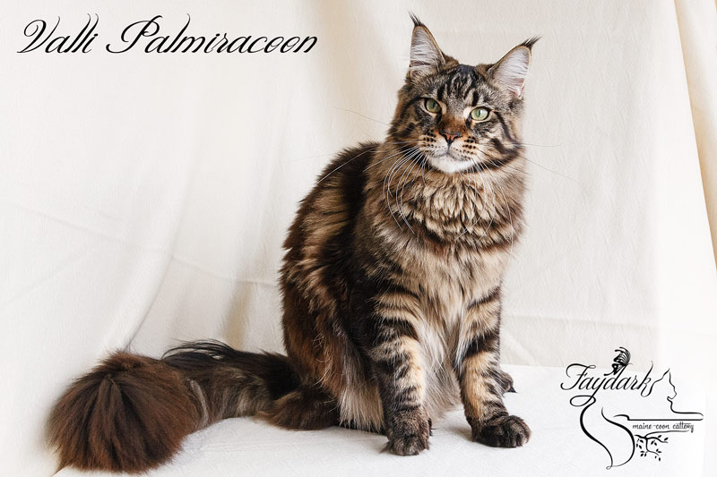Valli Palmiracoon - Adult maine-coon 1 year