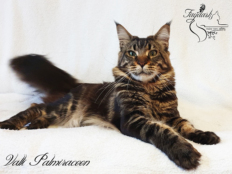 Valli Palmiracoon - Adult maine-coon 3 years