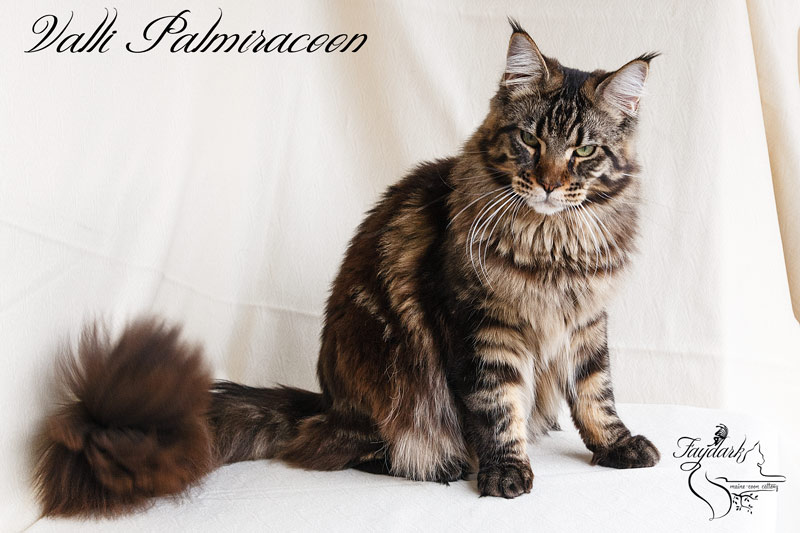 Valli Palmiracoon - Adult maine-coon 1 year