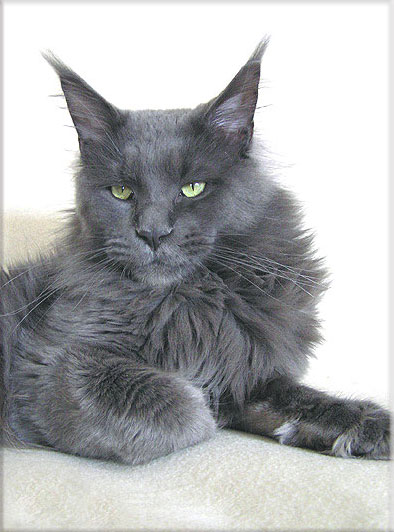 Langstteich's C.C. O'Predicat - maine-coon