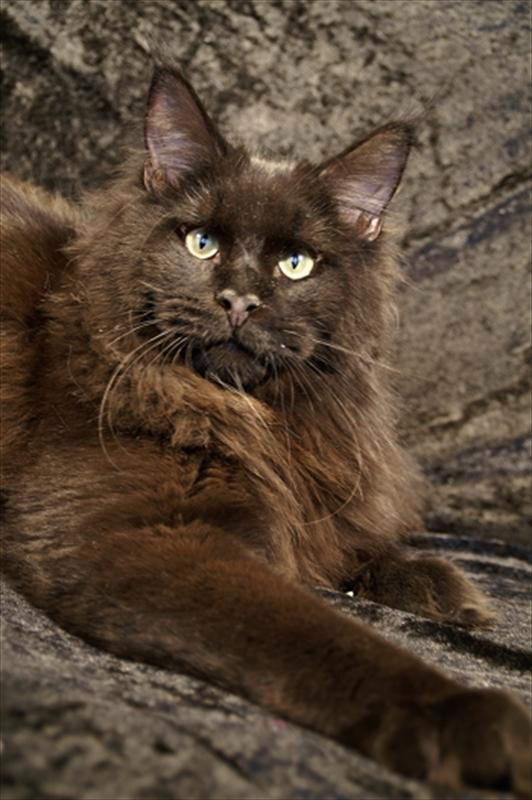 Langstteich's P'Willow - maine-coon