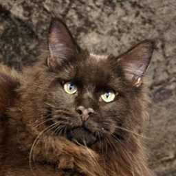 Langstteich's P'Willow