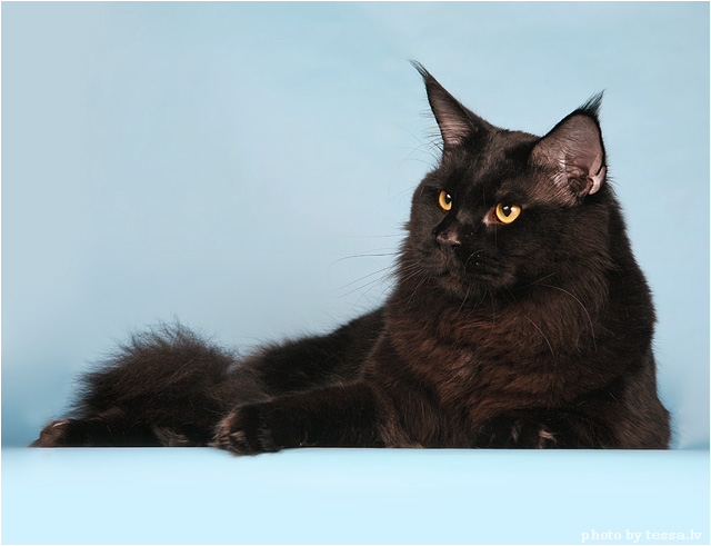 Big Kitty Zander - maine-coon