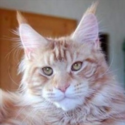 Ven's Passion's Kaiser Barbarossa