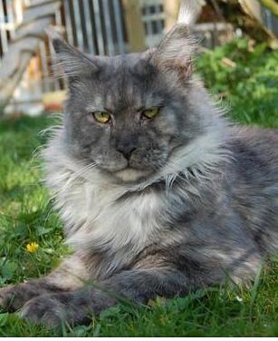 Aloa's Nifty Wolf - maine-coon