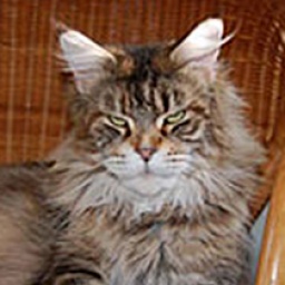 Langstteich's DD'Doris Day