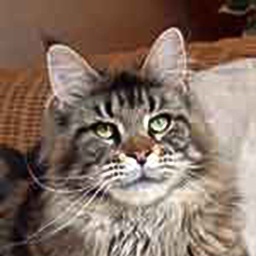 Justcoon's Disneyland