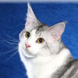 SaraJen Texas Ranger of Williamina